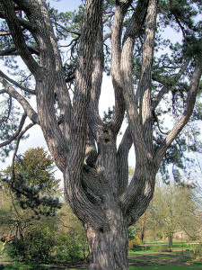 450px-Tolkien's_Favorite_Tree,_Oxford_Botanical_Garden